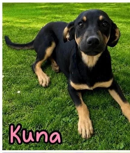 Kuna thumbnail 2
