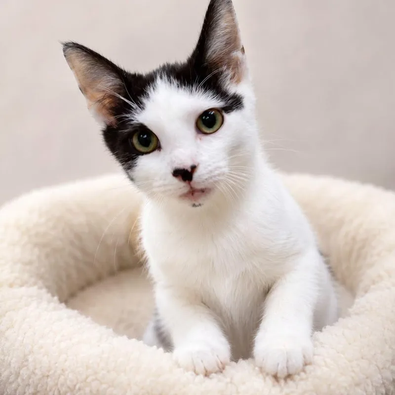 A baby medium-sized male Black & White / Tuxedo Domestic Short Hair cat named Bill Burr for adoption in Cranston, RI