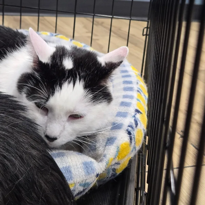 An adult large-sized male White Domestic Short Hair cat named Prince for adoption in Newark, NJ