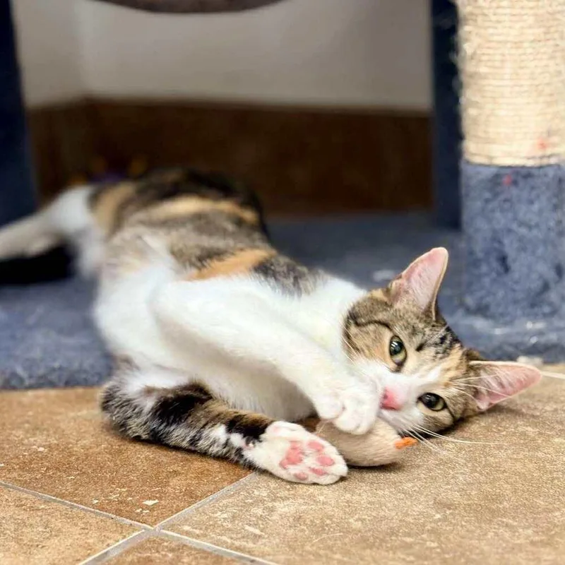 An adult small-sized female Domestic Short Hair cat named Phoebe for adoption in South Bend, IN
