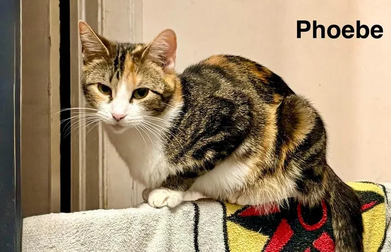 Phoebe thumbnail 4
