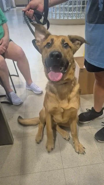 A young medium-sized male German Shepherd Dog dog named Apollo for adoption in Huntsville, AL