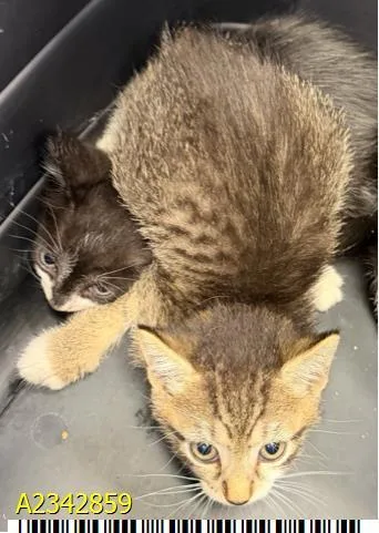 A baby small-sized female Domestic Short Hair cat named Lee for adoption in West Palm Beach, FL