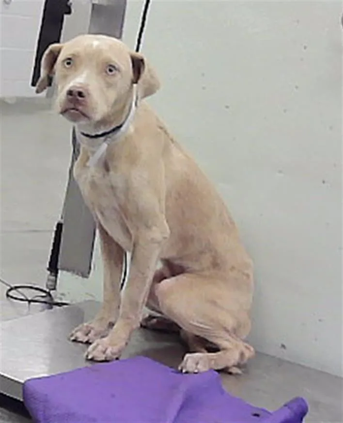 A young medium-sized male Staffordshire Bull Terrier dog named Sandro for adoption in Houston, TX