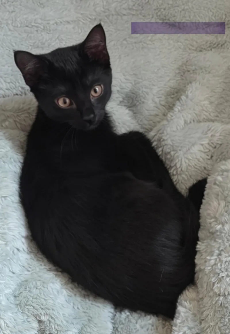 A baby medium-sized female Black Domestic Short Hair cat named Sassie for adoption in Jacksonville, FL