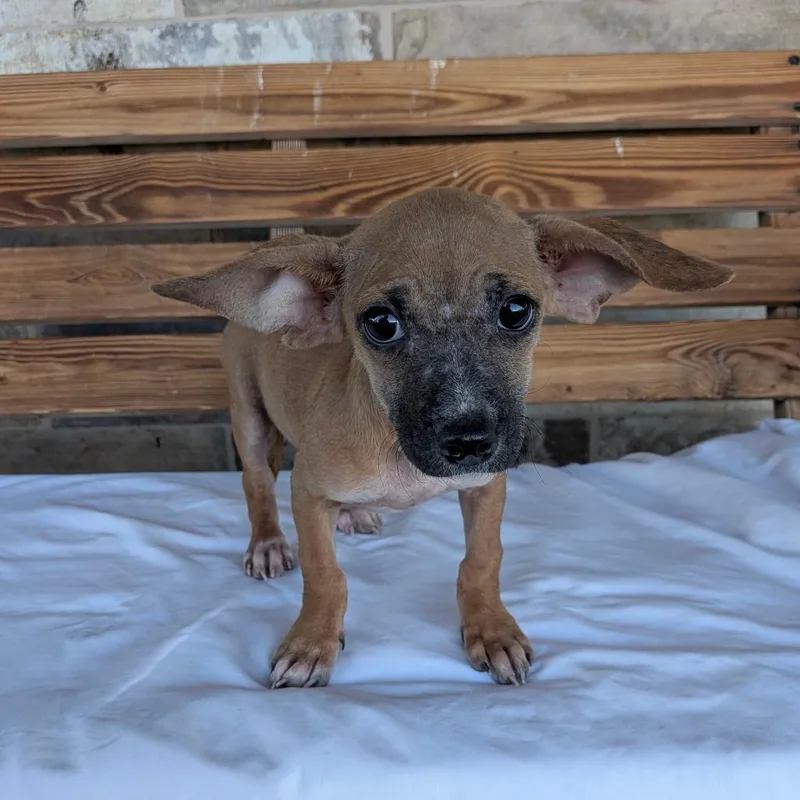 A baby small-sized female Yellow / Tan / Blond / Fawn Dachshund dog named Sable for adoption in Chico, CA