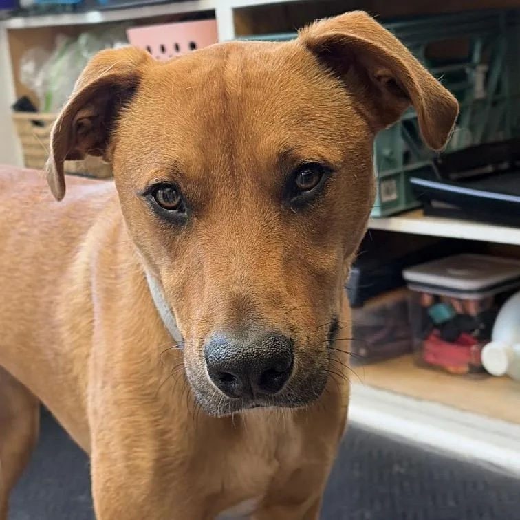 An adult small-sized male Red / Chestnut / Orange Labrador Retriever dog named Roku for adoption in Deerfield, IL