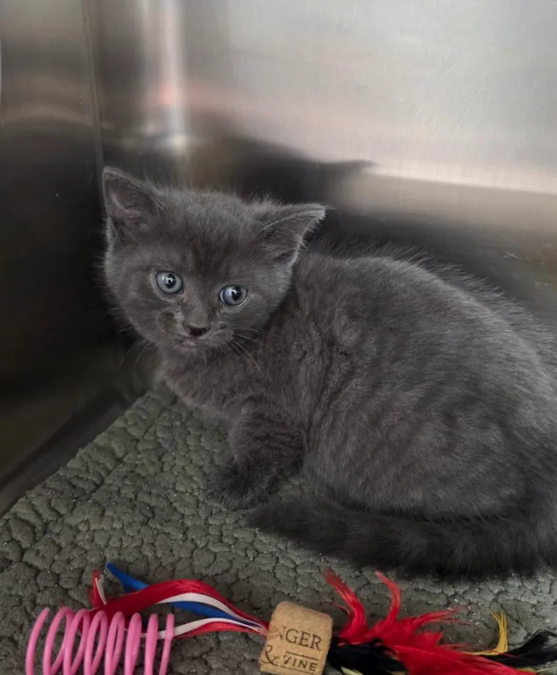 A baby small-sized female Domestic Short Hair cat named Bonnie for adoption in Athens, TN