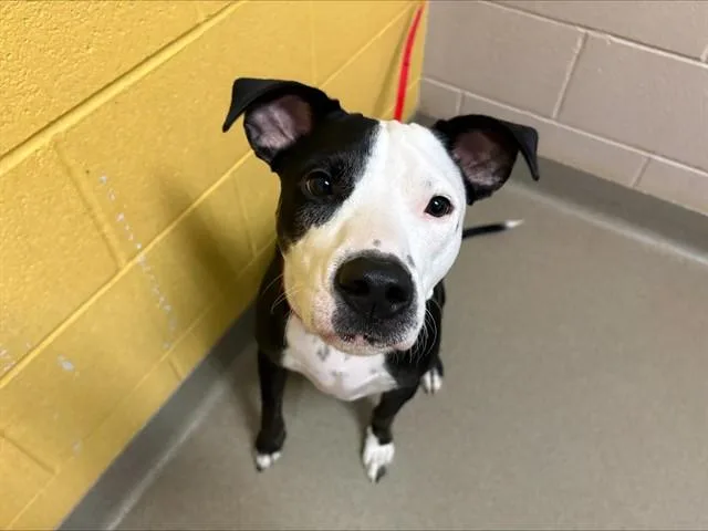 A young medium-sized female Pit Bull Terrier dog named Poppy for adoption in Colorado Springs, CO