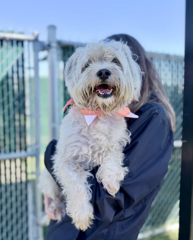 A young small-sized male Mixed Breed dog named Kraken for adoption in McKinney, TX