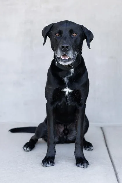 An adult medium-sized male Mixed Breed dog named Hammy for adoption in Longmont, CO