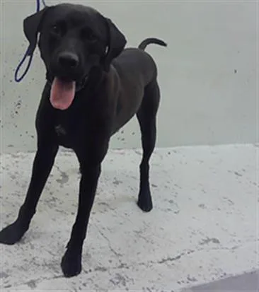 A young medium-sized male Labrador Retriever dog named Milo for adoption in Houston, TX