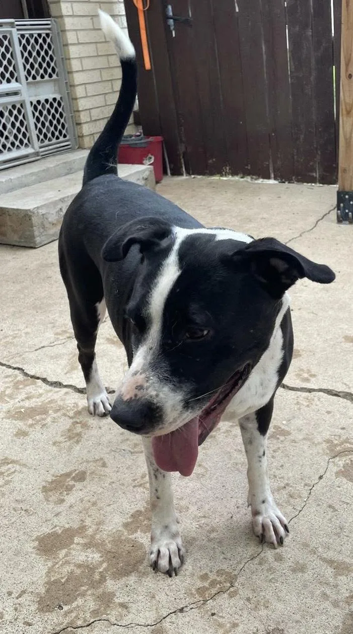 A young large-sized female Black American Staffordshire Terrier dog named Bluebell for adoption in McAllen, TX