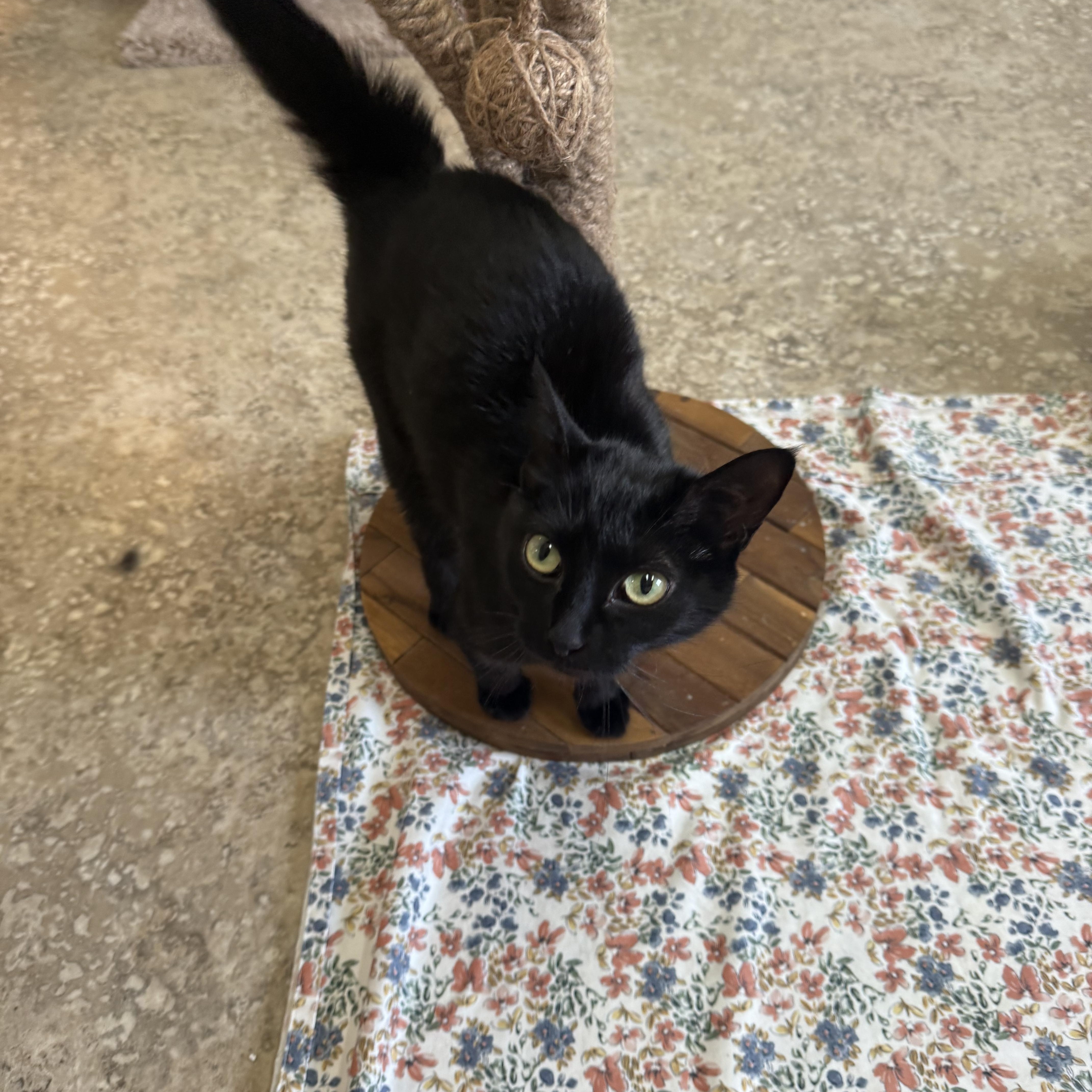 An adult medium-sized female Black Domestic Short Hair cat named Boo Boo for adoption in Hendersonville, TN