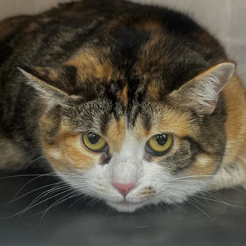 A senior large-sized female Brown / Chocolate Domestic Short Hair cat named Beauty for adoption in Chicago, IL