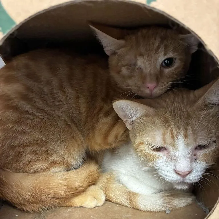 A young small-sized male Orange / Red Domestic Short Hair cat named Banana for adoption in Dayton, OH
