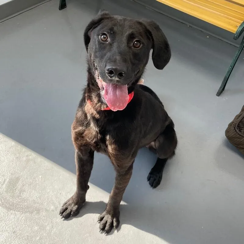 A young medium-sized male Black Labrador Retriever dog named Gills for adoption in Roanoke, VA
