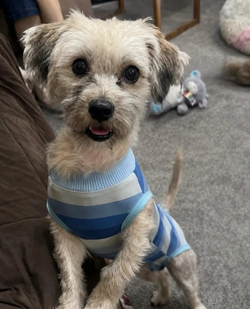 An adult small-sized male Yorkshire Terrier dog named Rocky for adoption in Philadelphia, PA