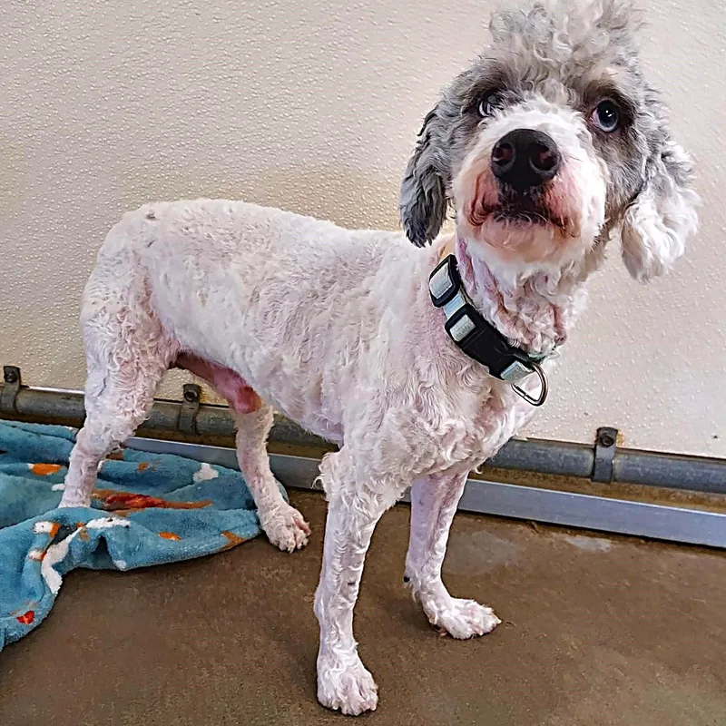 A young small-sized male Poodle dog named Markie for adoption in Falls Creek, PA