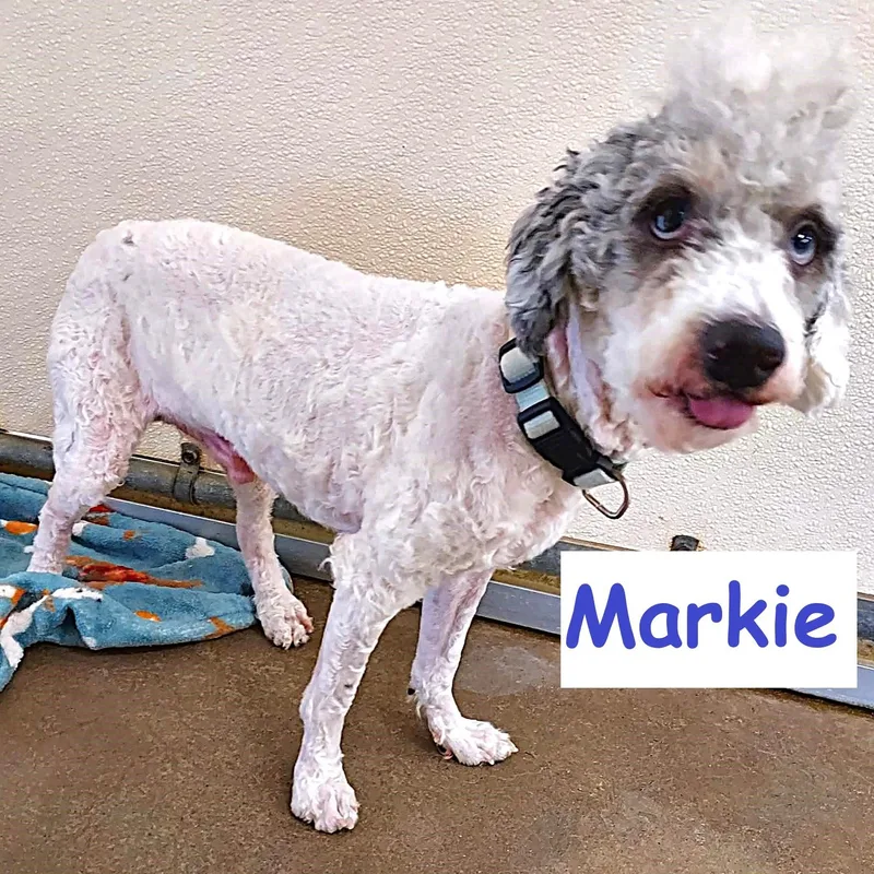 Markie thumbnail 2