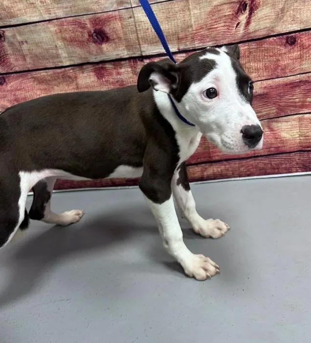 A young small-sized female Pit Bull Terrier dog named AC "Lucy" for adoption in Conyers, GA