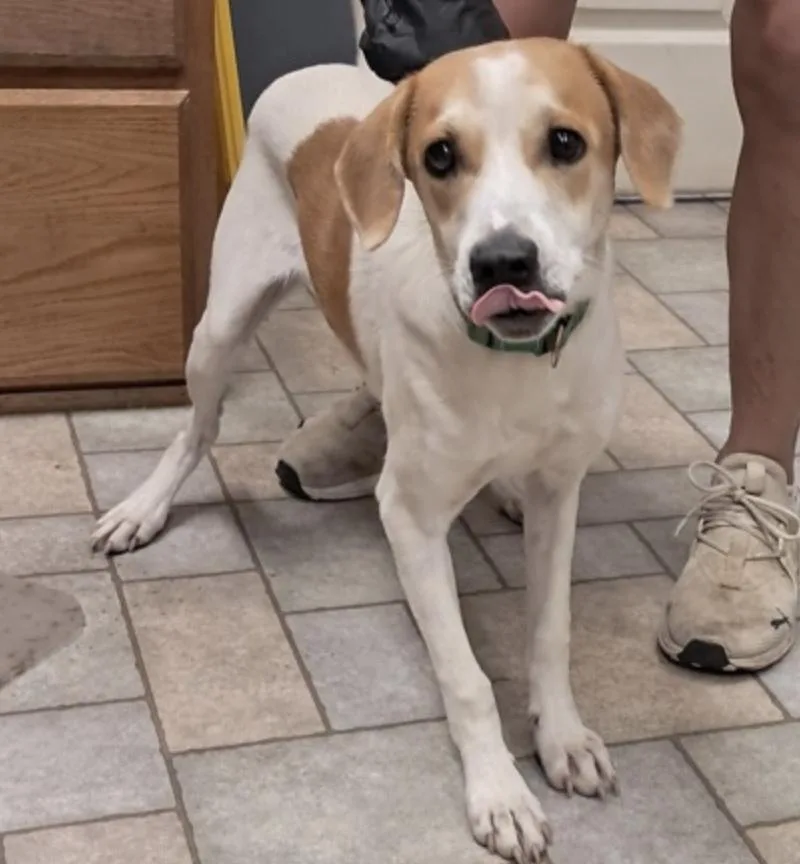 A baby medium-sized male Hound dog named Wally for adoption in Hollister, MO