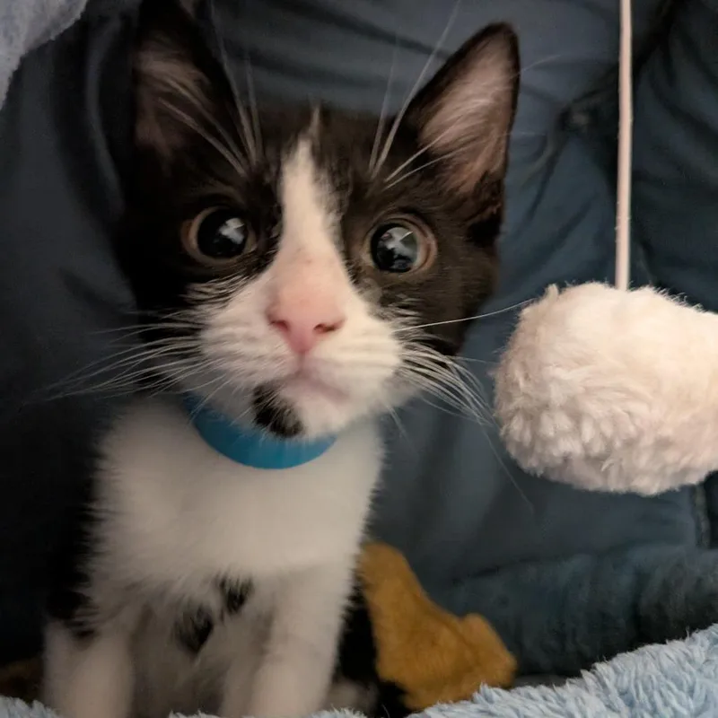 A baby small-sized male Black Domestic Short Hair cat named Gary for adoption in Wantagh, NY