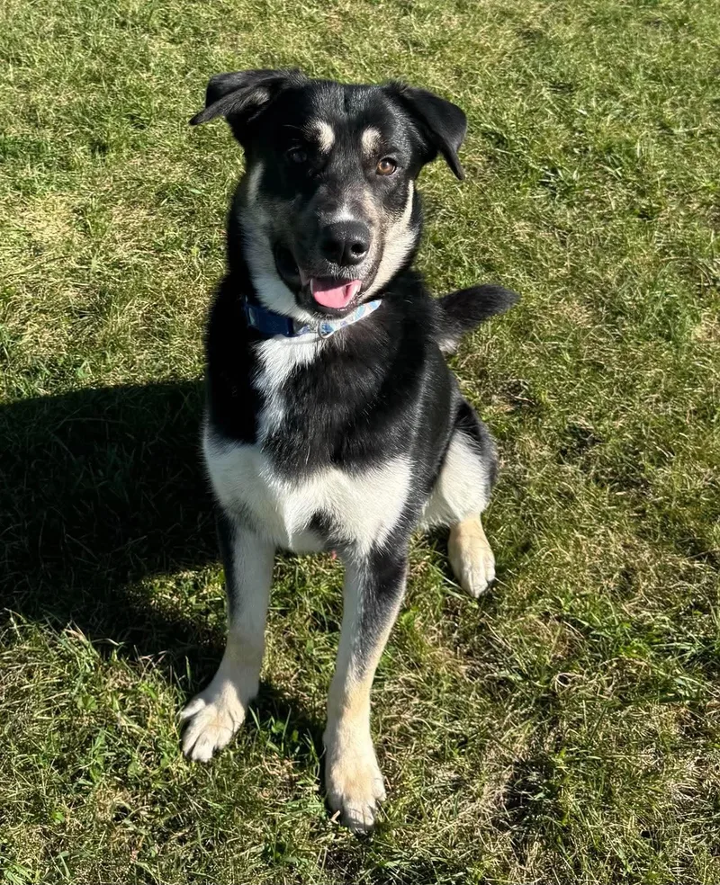 A baby large-sized male German Shepherd Dog dog named Thomas for adoption in Alexandria, MN