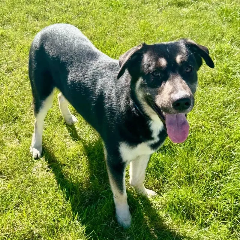 Thomas thumbnail 3