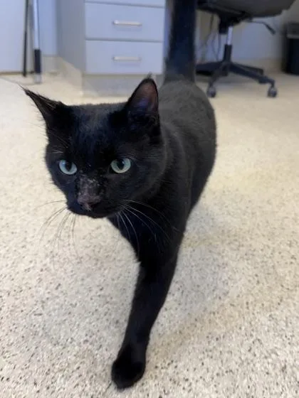 An adult large-sized male Domestic Short Hair cat named Ike for adoption in Lafayette, IN