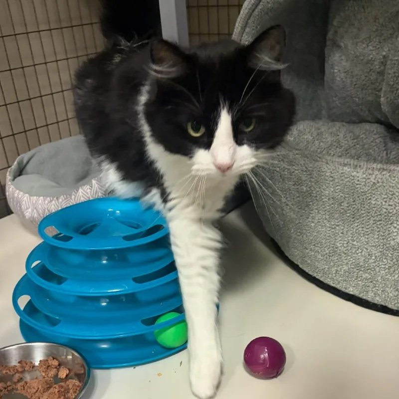 A senior small-sized female Black Domestic Long Hair cat named Molly for adoption in Houston, TX