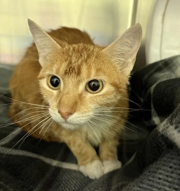 A young small-sized female Domestic Short Hair cat named Princess for adoption in Sioux City, IA