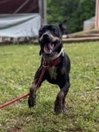An adult small-sized male Miniature Pinscher dog named Heineken for adoption in Madison, NJ