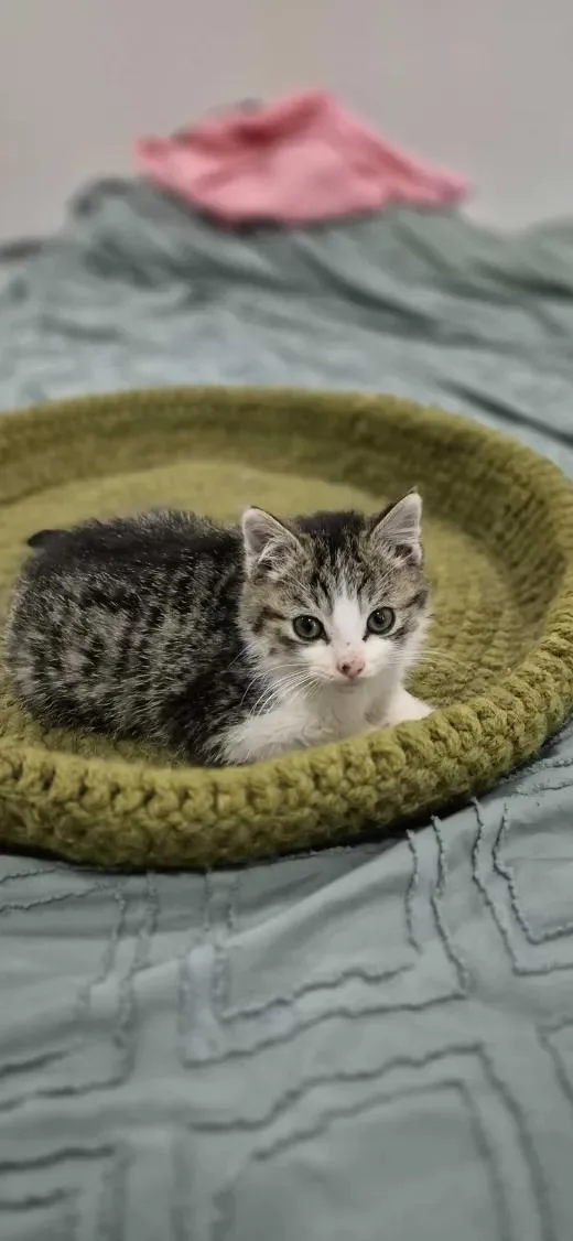 A baby small-sized male Domestic Short Hair cat named Oliver & Jasper for adoption in Florham Park, NJ