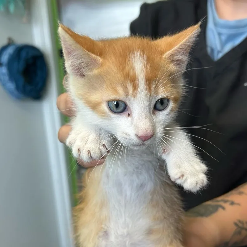 A baby small-sized male Orange / Red Domestic Short Hair cat named Bugs Bunny for adoption in Emporia, KS