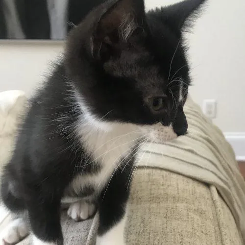 A baby small-sized female Domestic Short Hair cat named Tootsie for adoption in Knoxville, TN