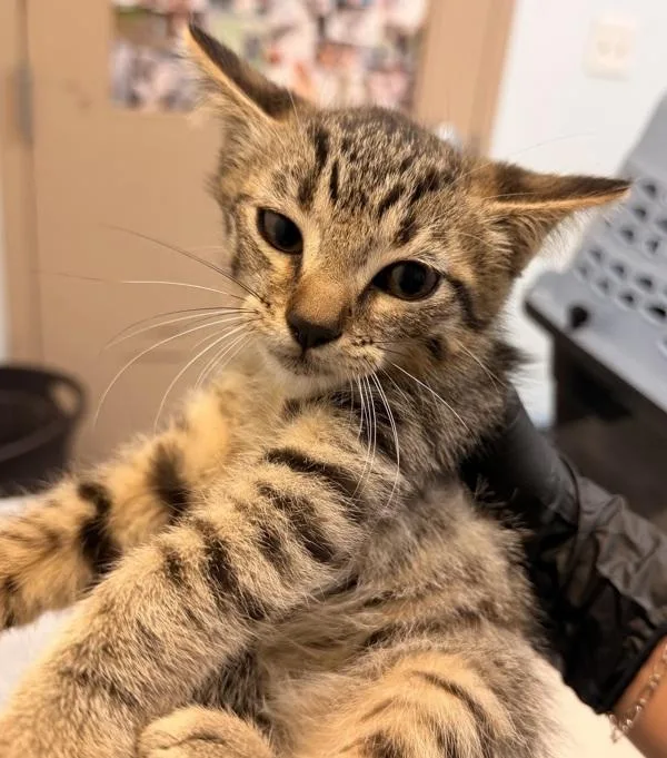 A baby small-sized male Domestic Short Hair cat named Manon for adoption in Escondido, CA