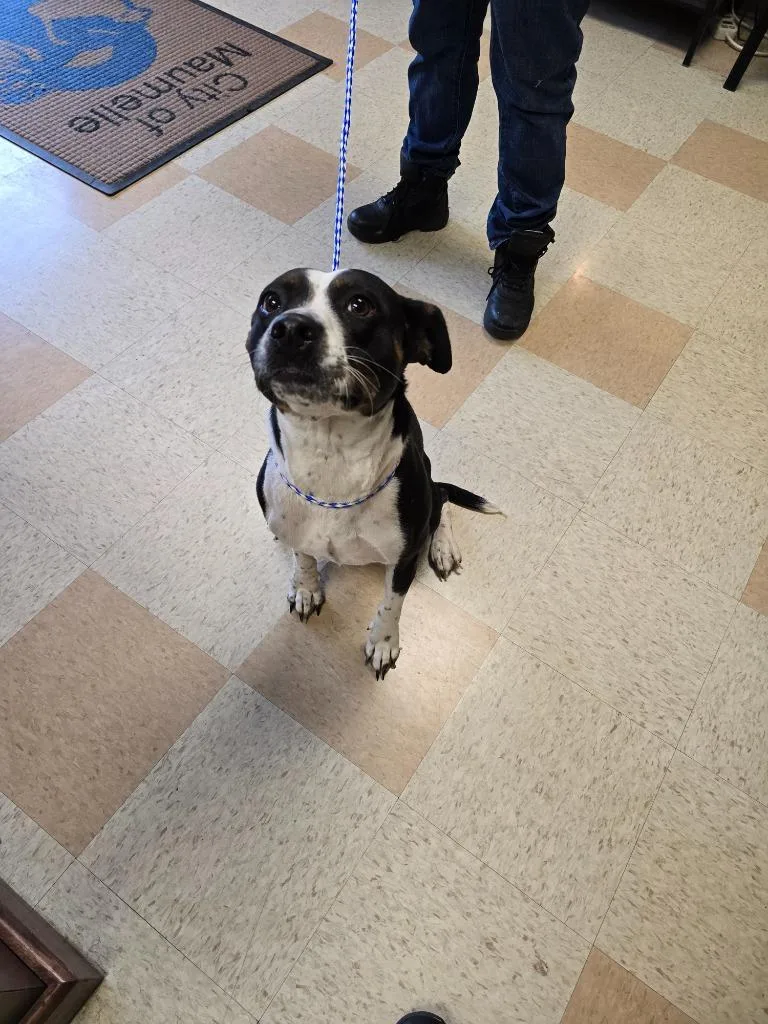 An adult large-sized female Cattle Dog dog named Cynthia for adoption in Maumelle, AR