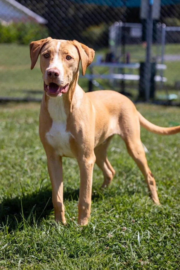 A young large-sized male Labrador Retriever dog named Squash Aka Cheddar for adoption in Blountville, TN