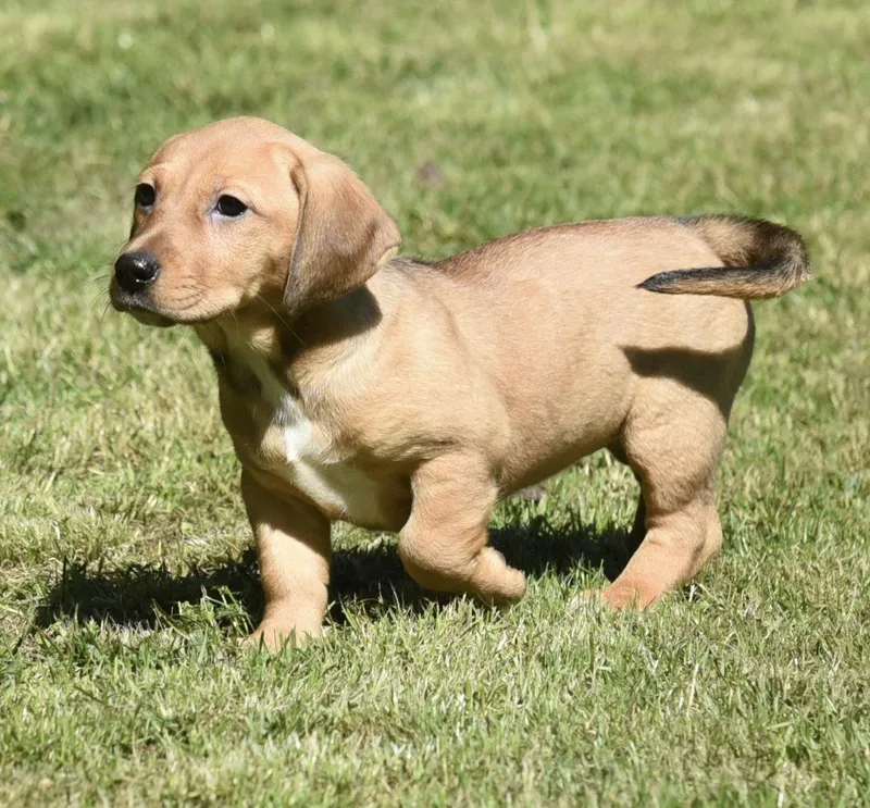 A baby small-sized female Dachshund dog named Josie for adoption in Mechanicsburg, PA