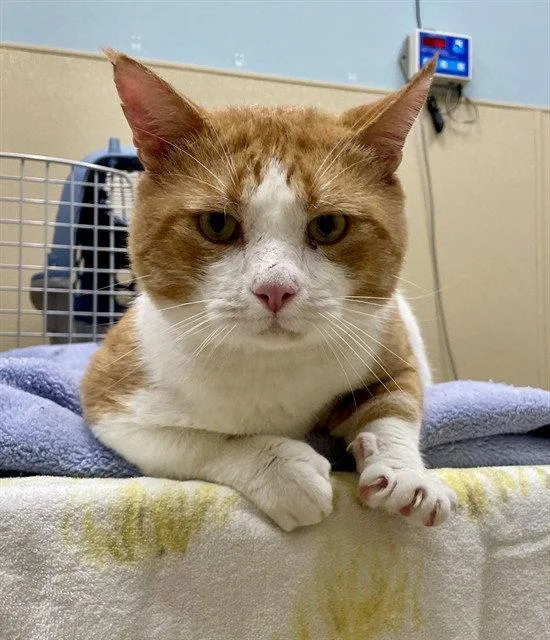 An adult medium-sized male Orange / Red Domestic Short Hair cat named Dudley for adoption in Clyde, NC