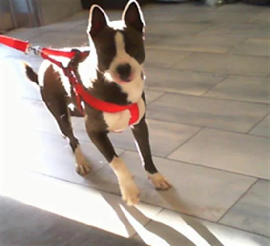 A young large-sized male Pit Bull Terrier dog named Spriggs for adoption in Charlotte, NC