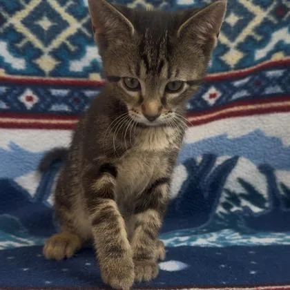 A baby small-sized female Domestic Short Hair cat named Ada for adoption in Janesville, WI