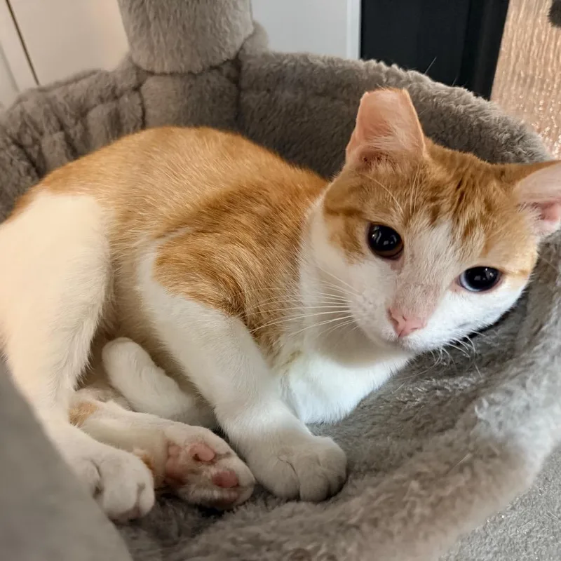 A young small-sized female Orange / Red Domestic Short Hair cat named Sienna for adoption in Port Neches, TX