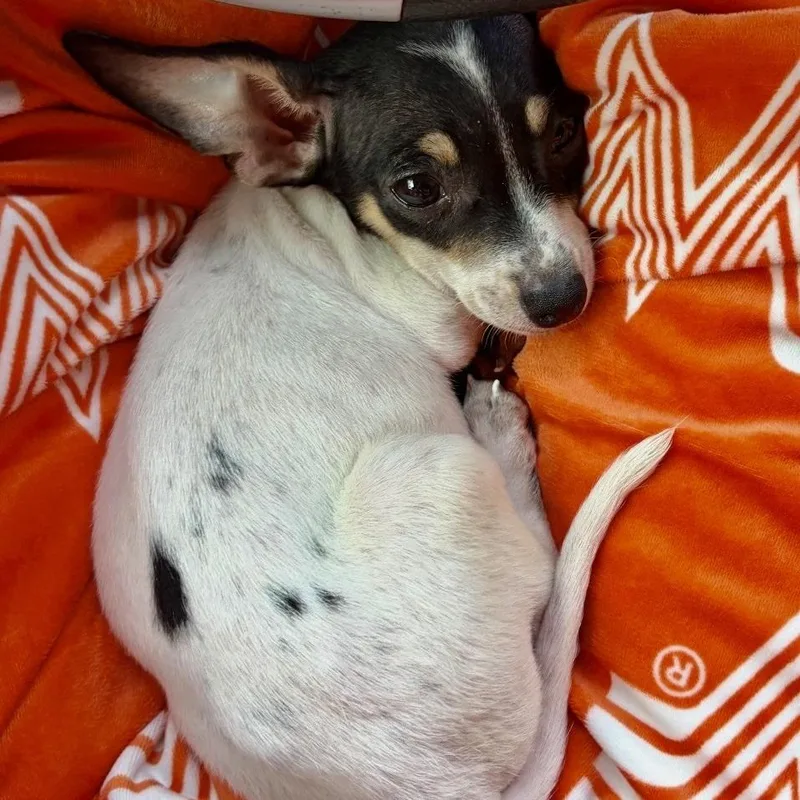 A baby small-sized male Rat Terrier dog named Flaps for adoption in Helena, AL