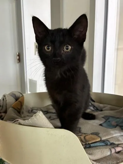 A baby small-sized male Domestic Short Hair cat named Binx for adoption in New Orleans, LA