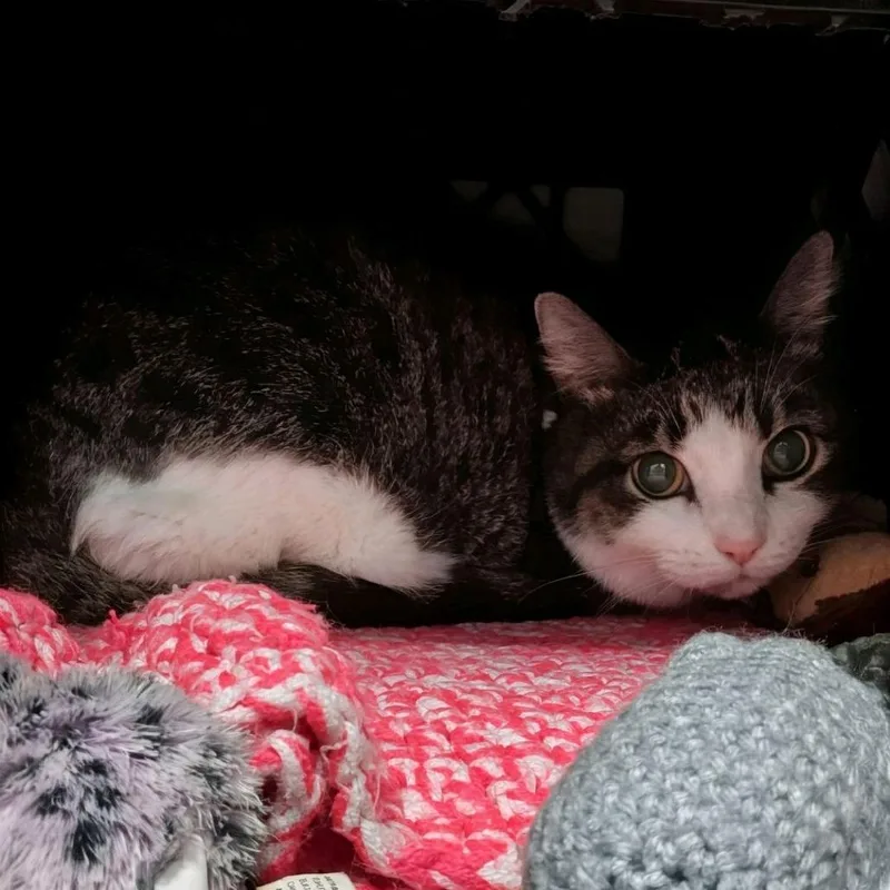 A baby medium-sized female Gray / Blue / Silver Domestic Short Hair cat named Roxanne for adoption in Norfolk, NE