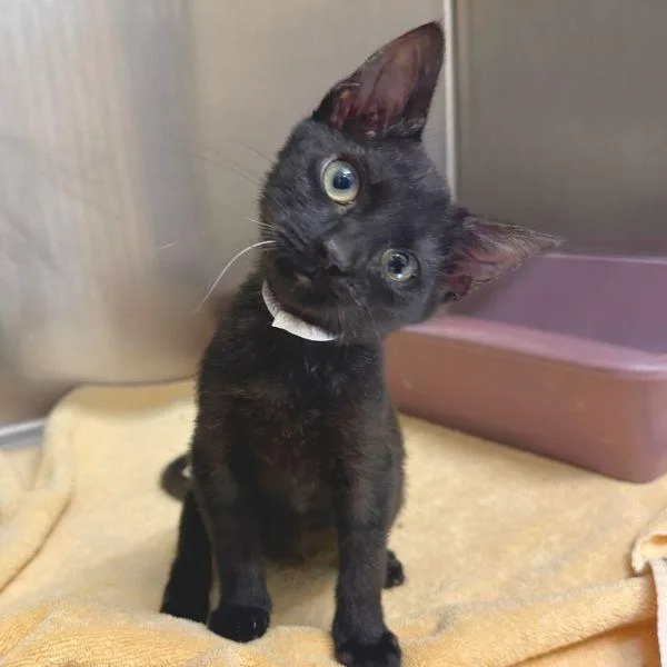 A baby small-sized male Domestic Short Hair cat named Victus for adoption in Walnut Creek, CA