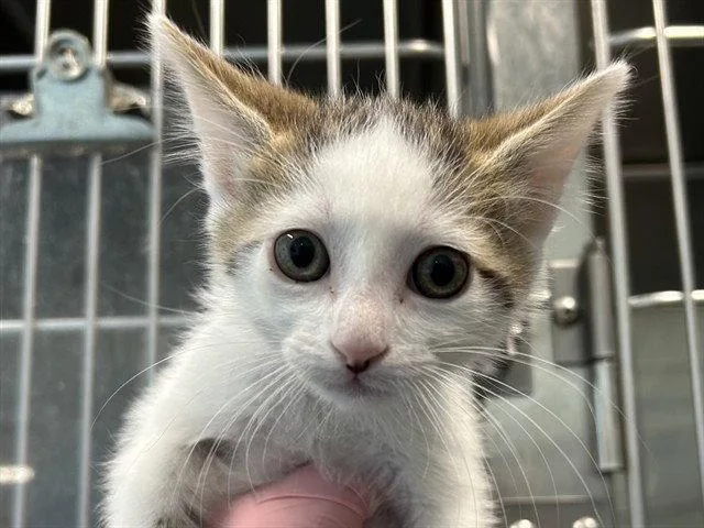 A baby small-sized female Oriental Short Hair cat named Pip for adoption in Tavares, FL
