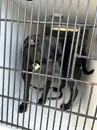 An adult medium-sized male Mixed Breed dog named Little Oreo for adoption in Atlanta, GA